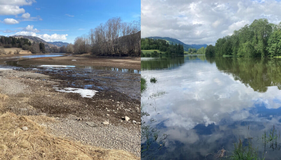 Svartevja i nedre deler av Gudbrandsdalslågen endrer fullstendig karakter som følge av flom i elva og oppstuving av vann i Mjøsa. Det vet de vårgytende artene å utnytte!