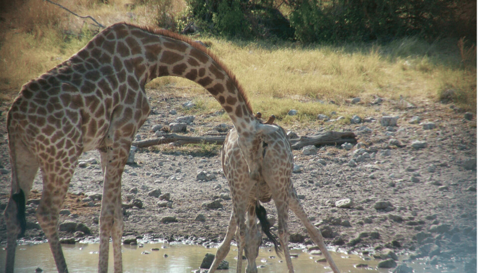 Her tisser hunn-giraffen, slik at hannen kan analysere urinen og finne ut om hun er klar til paring.