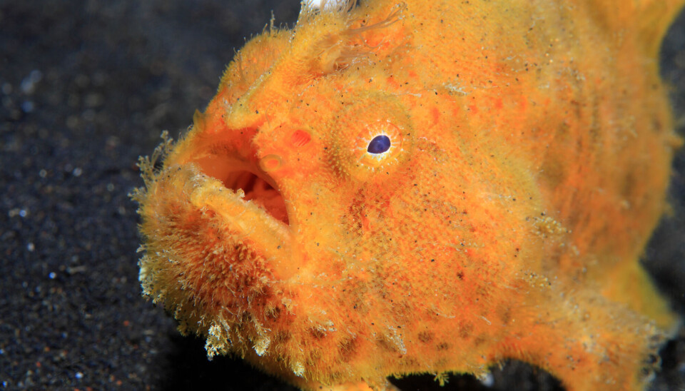 Hos marulkene forsvinner hannen inn i kroppen til hunnfisken.