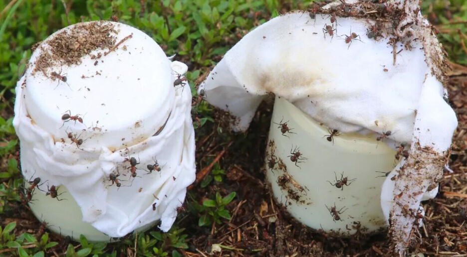 Slik gjenskapte forskere antikk oppskrift på maur-yoghurt