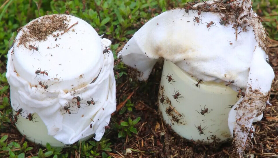 Forskerne la knuste maur i krukker med råmelk og plasserte dem i en maurtue. Det fikk melken til å fermentere til yoghurt.