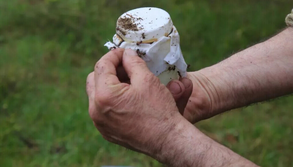 Glasset med mauryoghurt ble dekket til med et tynt lag stoff og plassert i en maurtue i 26 timer.