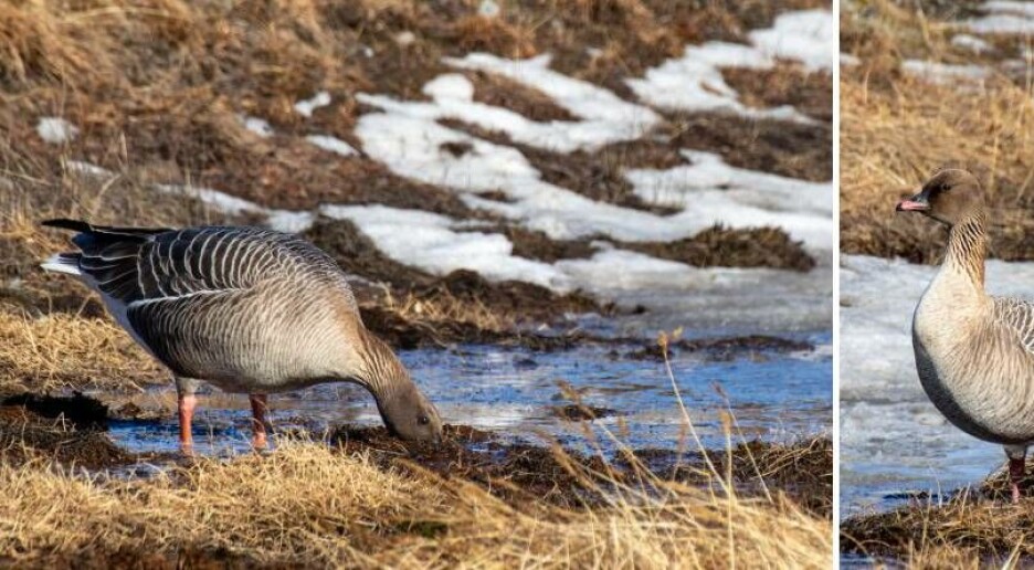 Gjess kan påvirke permafrosten på Svalbard