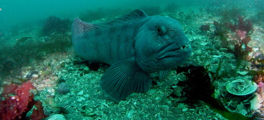 Da Netflix lagde dokumentarserien Our Oceans, fanget de noe på kamera som aldri har vært dokumentert før