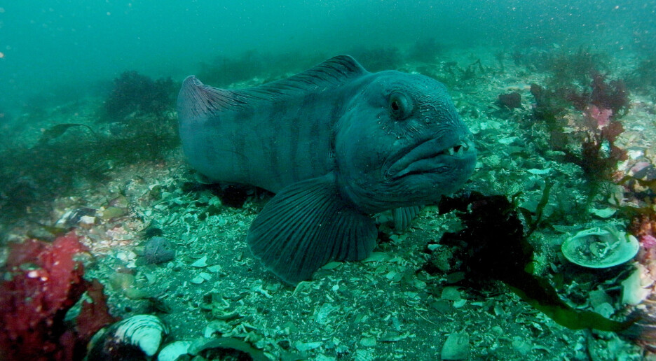 Da Netflix lagde dokumentarserien Our Oceans, fanget de noe på kamera som aldri har vært dokumentert før