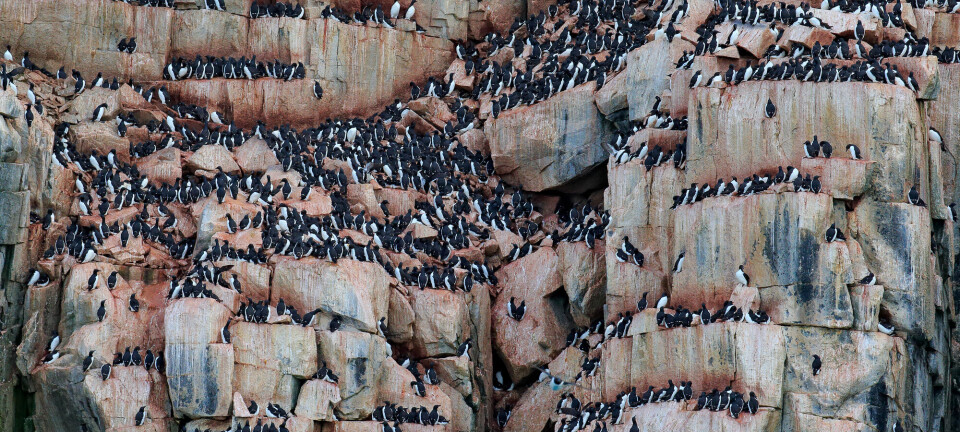 Hvordan greier hundretusener av fugler å leve sammen på en liten øy i havet?