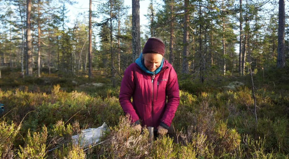 Furuskogen lagrer mer karbon under bakken enn granskogen