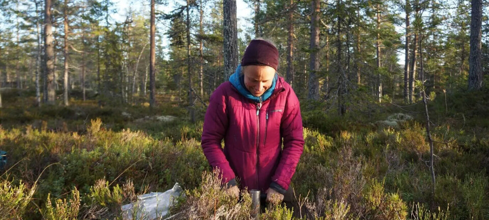 Furuskogen lagrer mer karbon under bakken enn granskogen