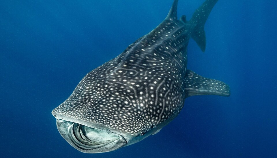 Den store vennlige kjempen er ikke trygg fra spekkhoggere.