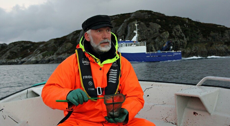 Oppdrettstorsk gyter utenom sesong – og avkommet kan overleve