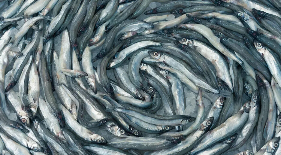 Når havisen forsvinn, blir det mindre torsk. Forskarane veit rett og slett ikkje kvifor