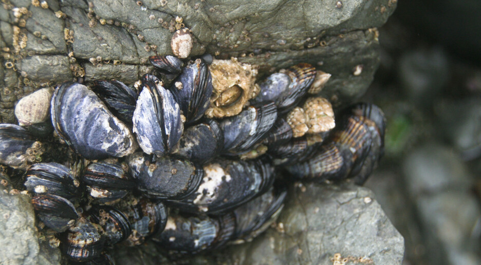 Blåskjell i Skagerrak er mer ulike enn vi trodde