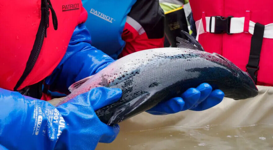 Ny metode kan bekjempe sykdom hos oppdrettslaks uten å skade fisken