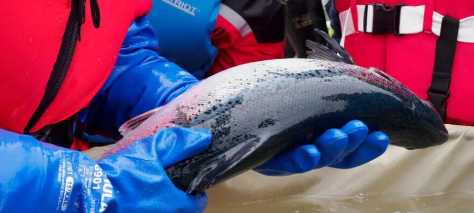 Ny metode kan bekjempe sykdom hos oppdrettslaks uten å skade fisken