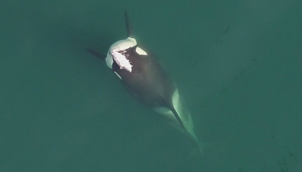 Et dronebilde av en spekkhoggeren Alder med en laks på hodet fra 2019. Alder var mer opptatt med å leke med maten enn å spise den.