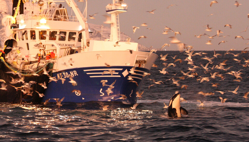 På utkikk foran en fiskebåt i Skjervøy.