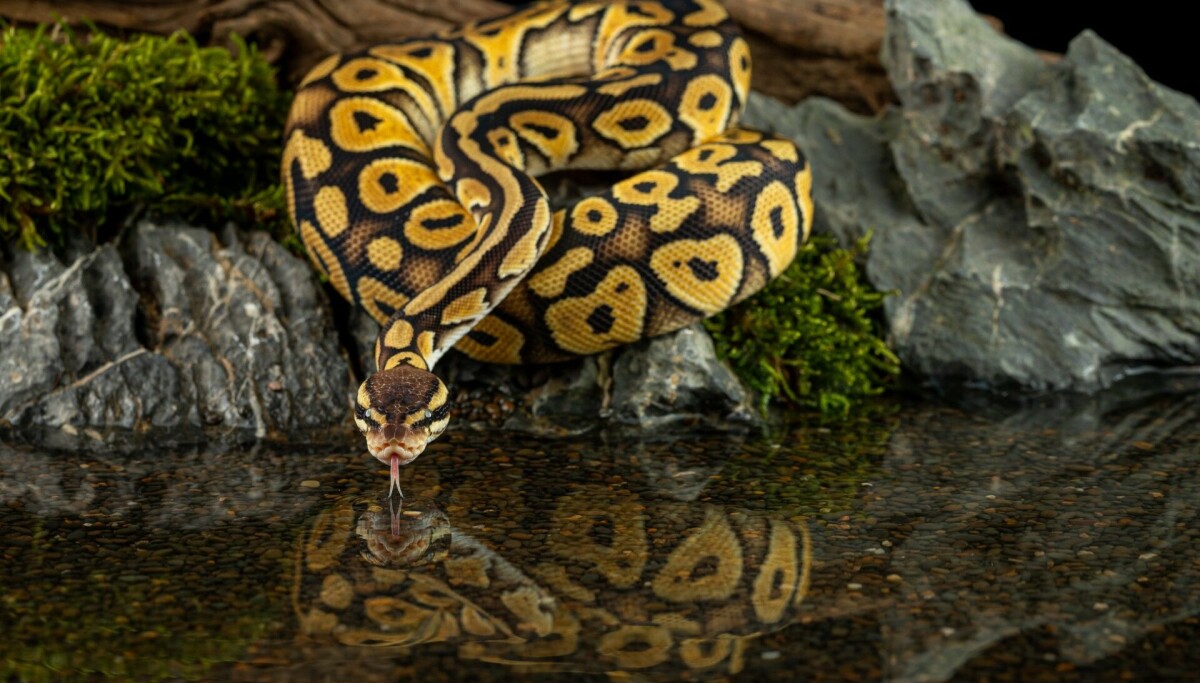 Konge Python Kongepyton klynget seg sammen. Er de mer sosiale enn vi har trodd?