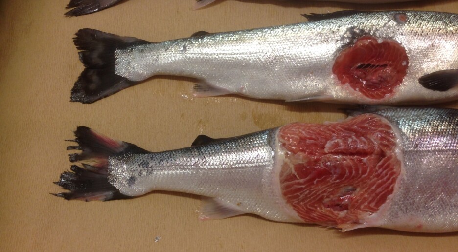 Derfor bør du kjøpe hel laks i stedet for filet, ifølge forsker