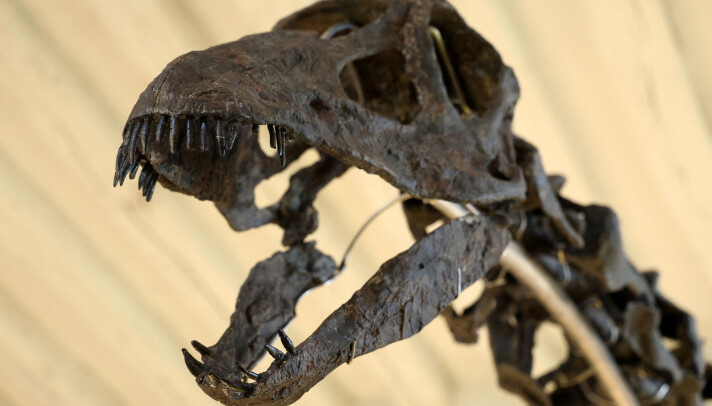 Var det en meteoritt eller et vulkanutbrudd som tok livet av alle dinosaurene?