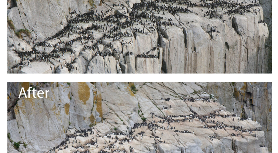 Forskerne kaller det den største dokumenterte massedøden i moderne tid