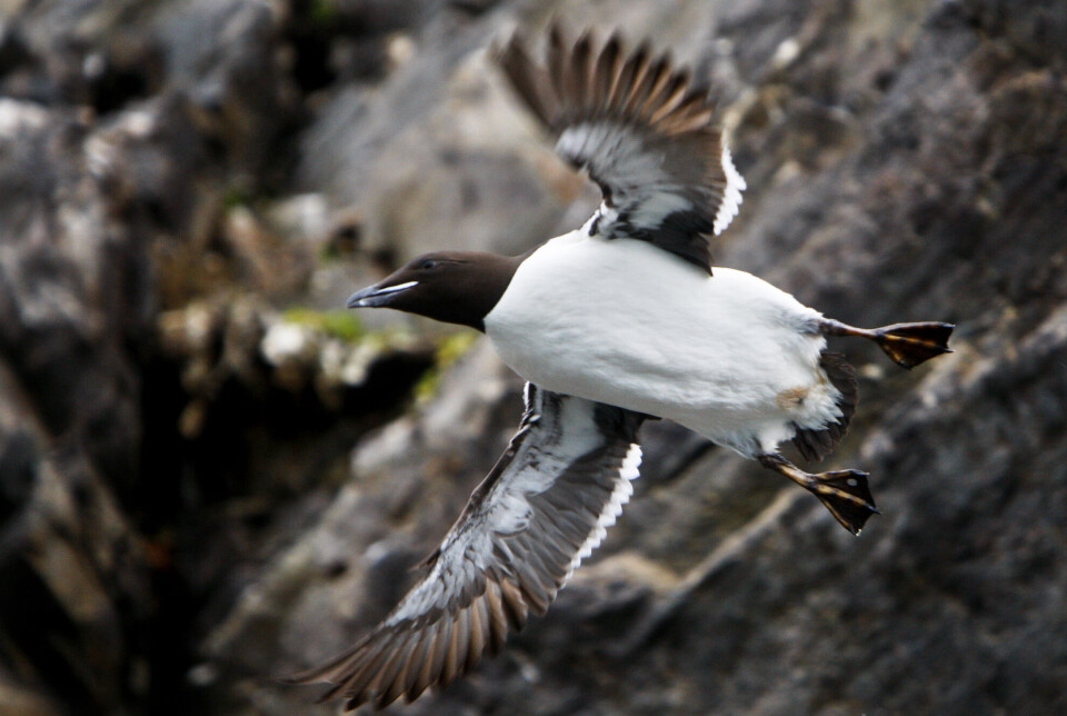 En lomvi (Uria aalge) tar av fra fuglefjellet der den har rede på Svalbard.