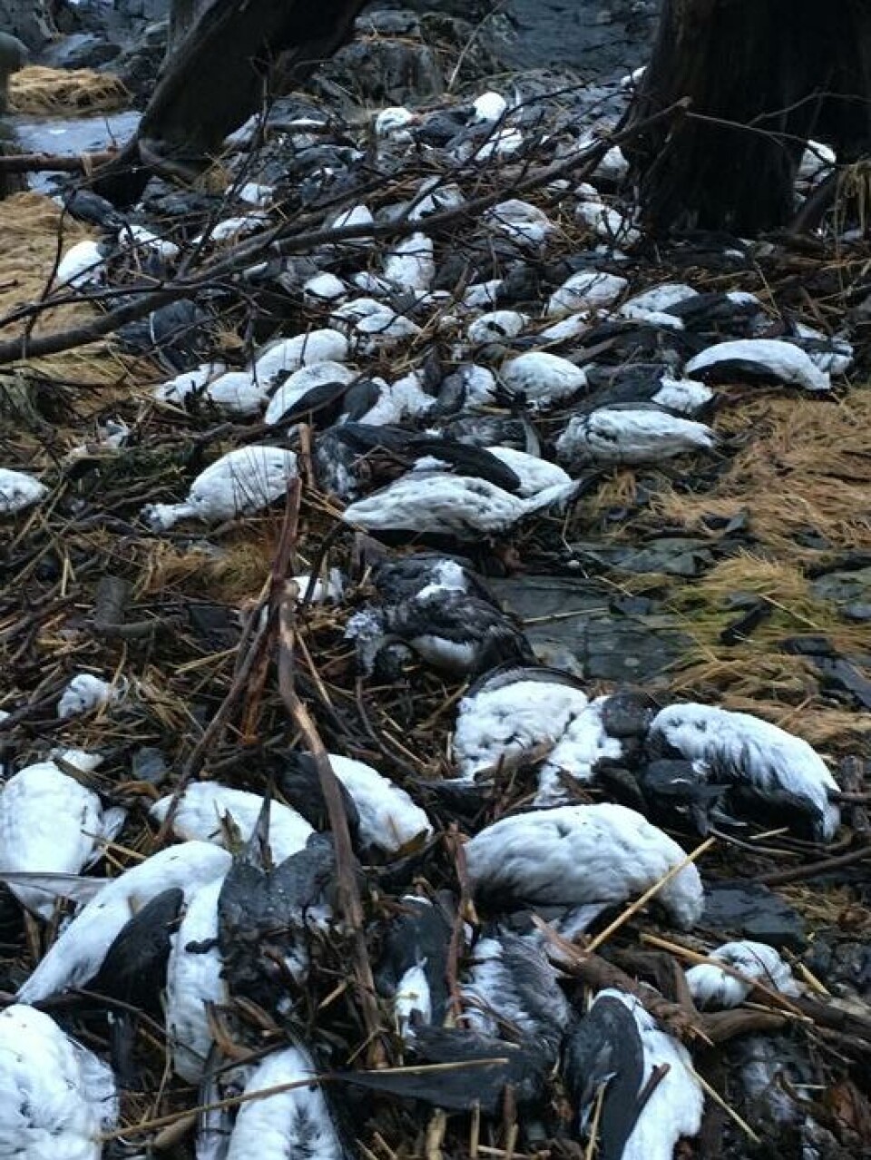 Mange døde lomvier i Pigot-bukta i Alaska i januar 2016.