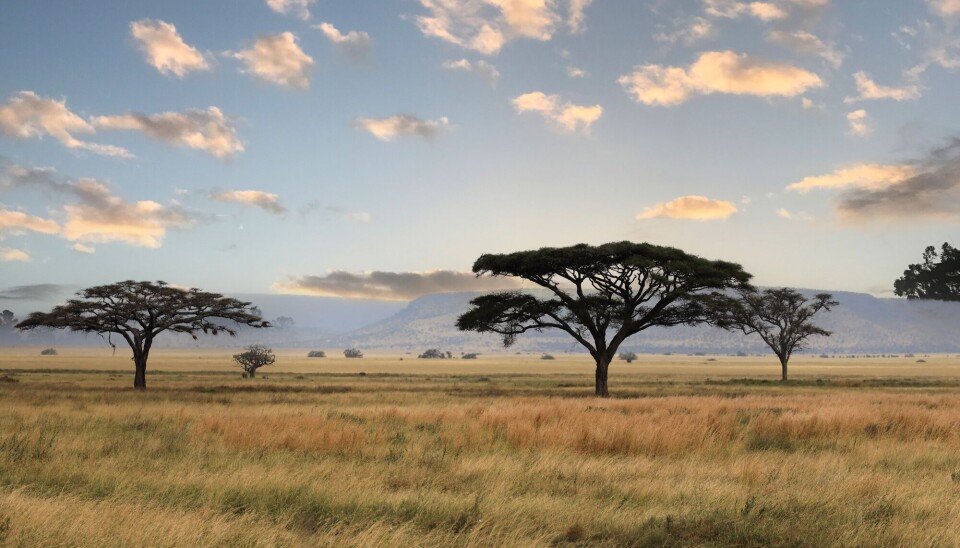 Sjiraffen lever på savannen. Her fra savannen i Serengeti nasjonalpark i Øst-Afrika.