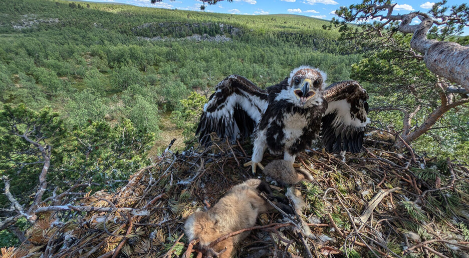 Hvor i Norge klekkes det flest kongeørn?