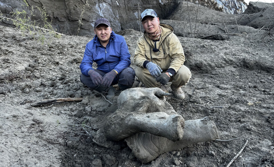 Forskerne Gavril Novgorodov og Erel Struchkov viser frem levningene av mammut-babyen, som anslås å være 50.000 år gammel. Den ble funnet i den sibirske permafrosten, i Batagaika-krateret i Jakutsk.