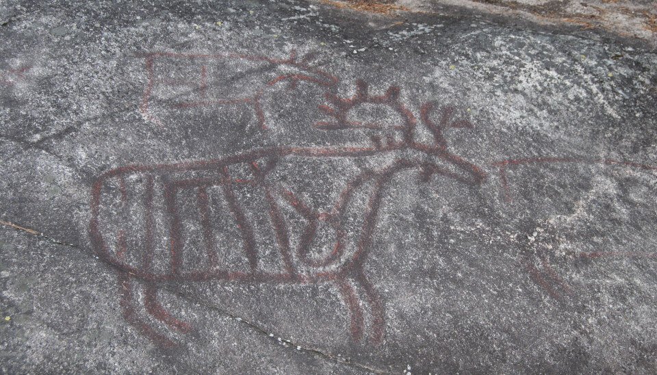 Elg er et vanlig motiv i bergkunsten, som denne elgoksen fra Nordre Land i Innlandet. Her er hjertet og ribbeina også hugget inn - kanskje av jegere i steinalderen, for rundt 6000 år siden.