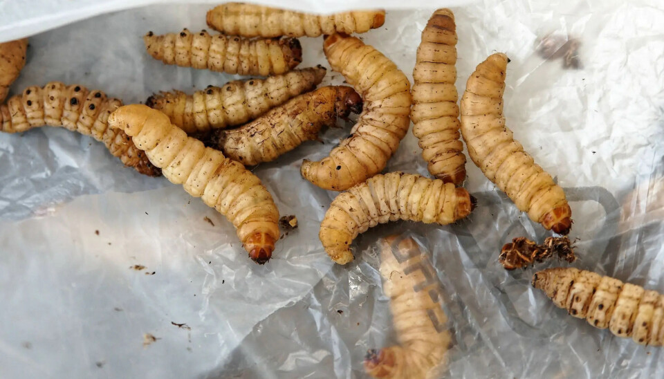 Kan larvene gnafse i seg plasten vår?