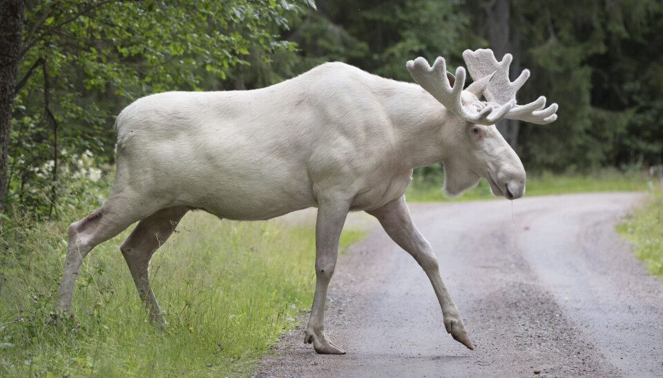 Hvite elger kan få kalver som er brune eller hvite.