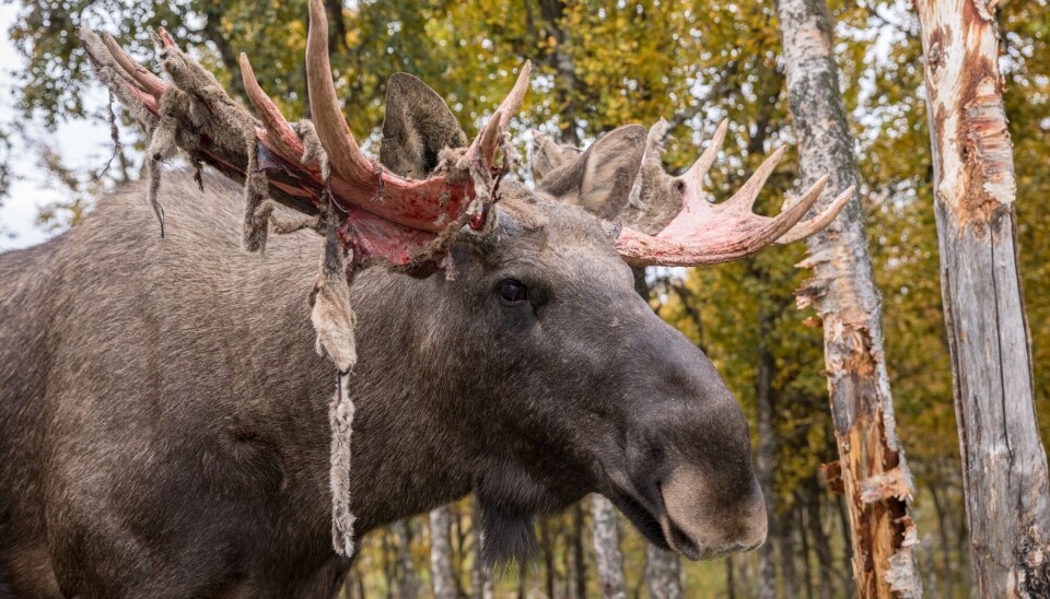 Når geviret vokser, er det dekket av en fin hud som kalles basthud, som har både blodårer og nerveceller. Når det er ferdig utvokst, tørker huden og begynner å klø. Da gnir elgoksen geviret mot trær og huden faller av.