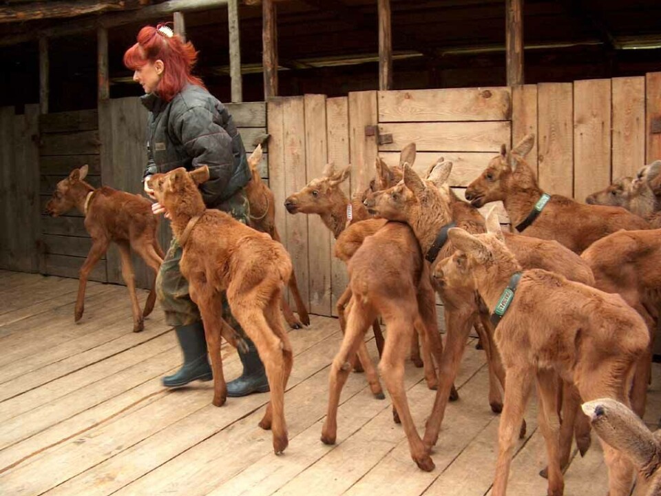 Elgkalvene blir temmet på gården Kostroma i Russland.