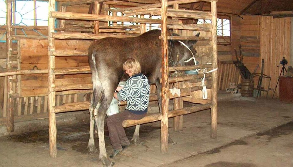En gård i Russland selger elgemelk til et sykehus i nærheten. Melka skal visstnok være bra for fordøyelsen.