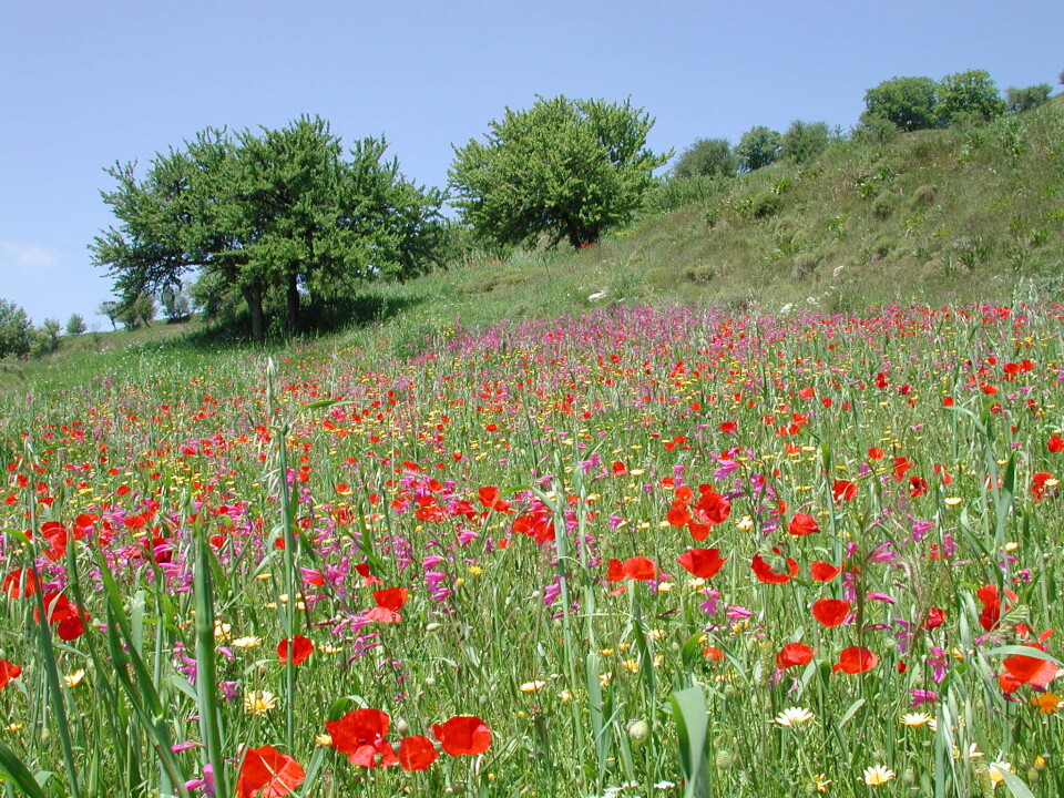 Ei valmue-eng på Kreta Blomstereng. Foto.
