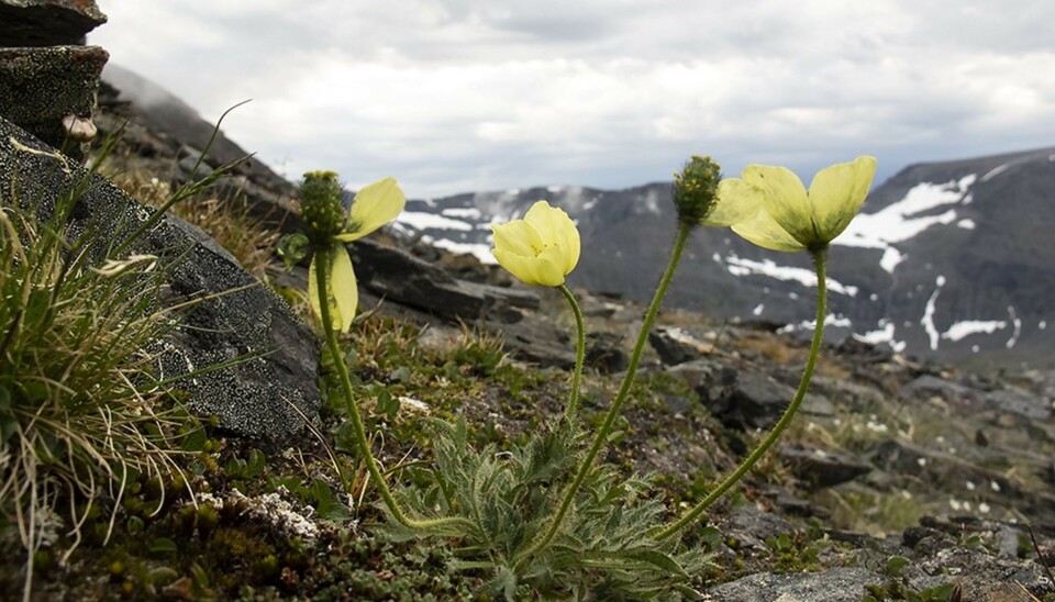 Læstadiusvalmue på fjellet Pältsan nær norskegrensen mot Troms. Gule valmuer i fjellet. Foto.