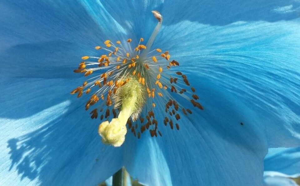 Detalj av blomst til himmelvalmuesøster (Meconopsis baileyi) Nærbilde av blomst. Foto.