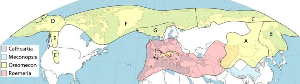 Det blå arealet viser utbredelsen til 95 arter av valmuesøster, mens det gule viser hvor til sammen 68 arter av fjellvalmuer finns. Fjellvalmuenes utbredelsesområde er delt inn i åtte delområder (A-H).