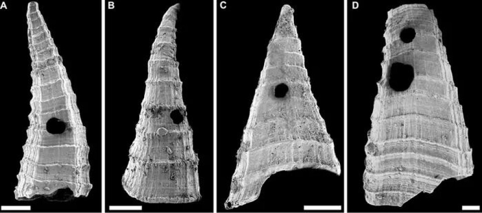 Disse skallene er 517 millioner år gamle og tilhørte det ørlille utdødde dyret Lapworthella fasciculata. Fossilene er funnet sør i Australia. Mikroskop-bilder av fire skall som ligner spisse toppluer. Alle skallene har ett eller flere runde hull.