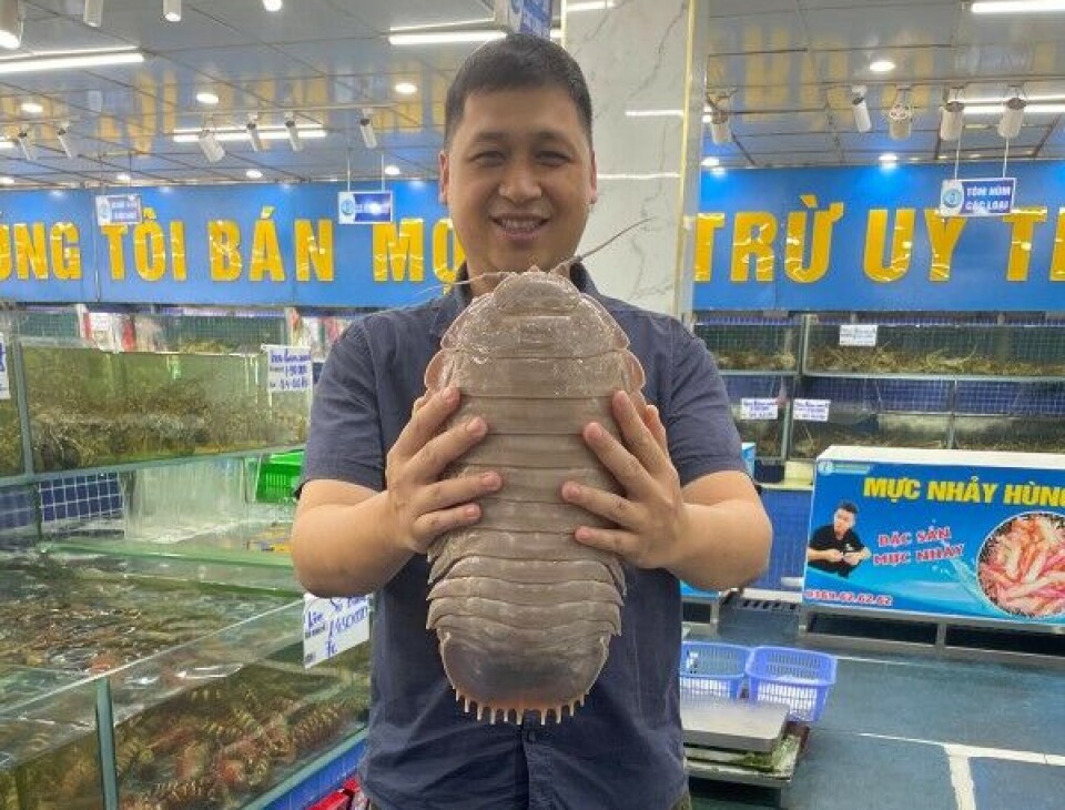 Den nye arten er diger, men likevel ikke den største typen tanglus. Her holder forsker Nguyen Thanh Son et eksemplar av arten B. jamesi som han har funnet på et sjømatmarked i Hanoi. Dyret veide 2.62 kilo. En mann holder opp en enorm tanglus ved siden av et akvarium på et sjømatmarked. Tanglusa er like lang som manens overkropp.