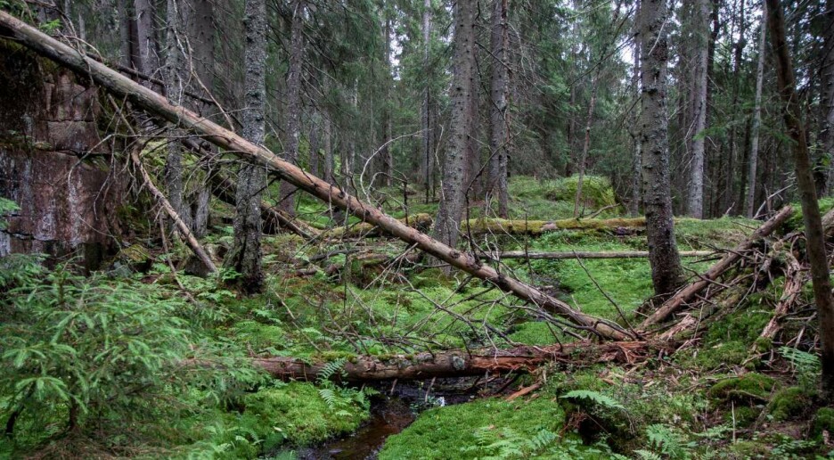 Hvor mye naturskog har vi i Norge?