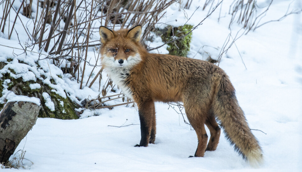 Når kalde steder blir varmere kan rødreven leve der. Rødrev i snøen.