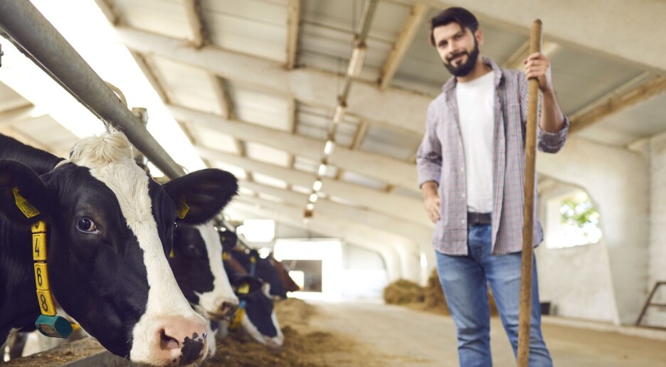 Det krever mer energi å produsere mat fra husdyr enn vi får igjen. Men nå går tallene riktig vei