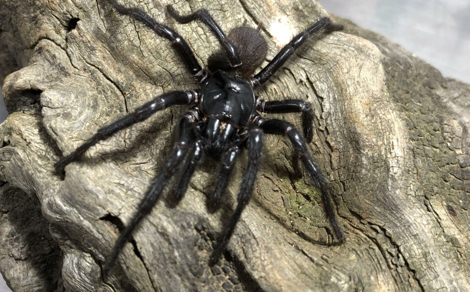 Den giftige edderkoppen lever bare i Australia. En svart hårete edderkopp på en trestamme.