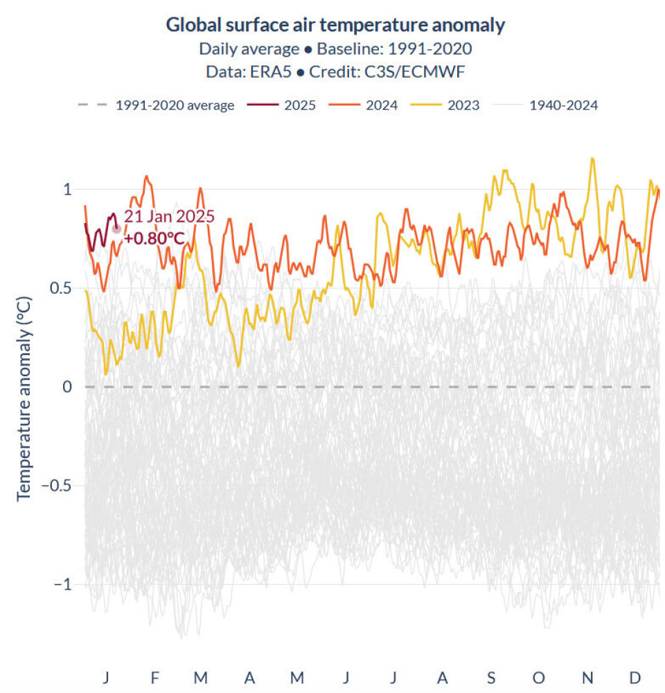 Global temperatur har ligget svært høyt hittil i januar, også sammenliknet med rekordårene 2023 (gult) og 2024 (oransje).