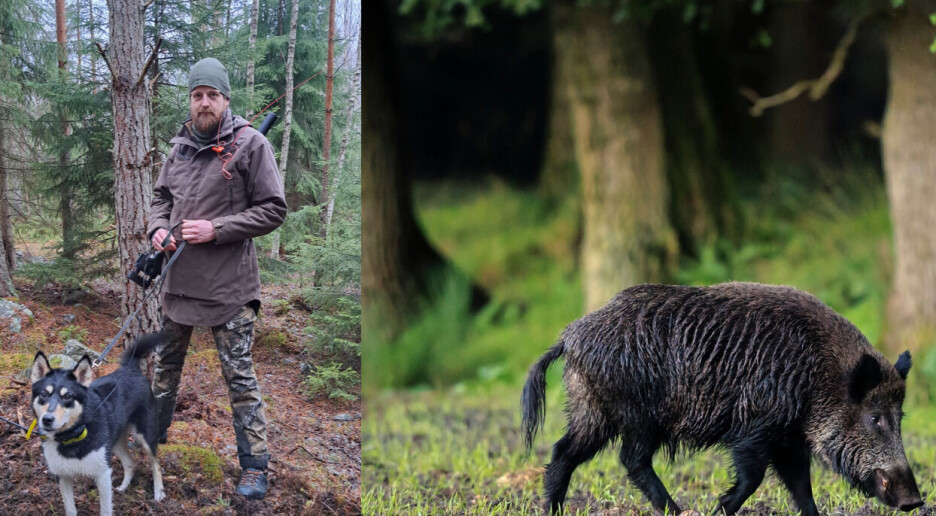 Eivind Lurås jakter på villsvin, som staten vil. Men de kan være bra for livet i skogen