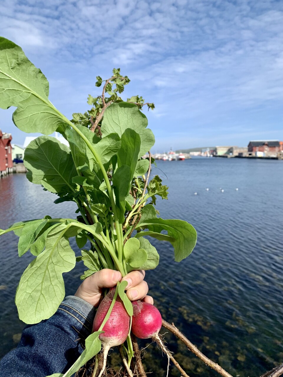 Reddiker fra Arktis.