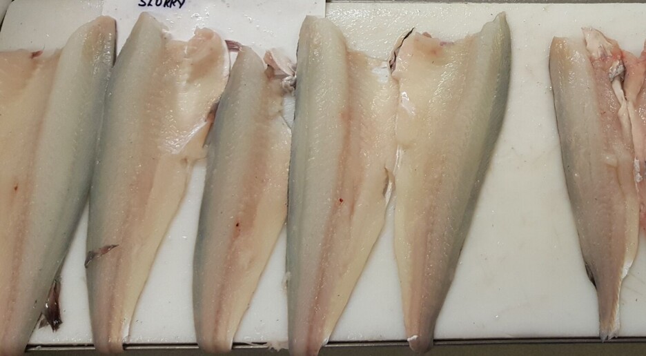 Hysa bør ikke slaktes på båt om vi vil ha best kvalitet på fisken