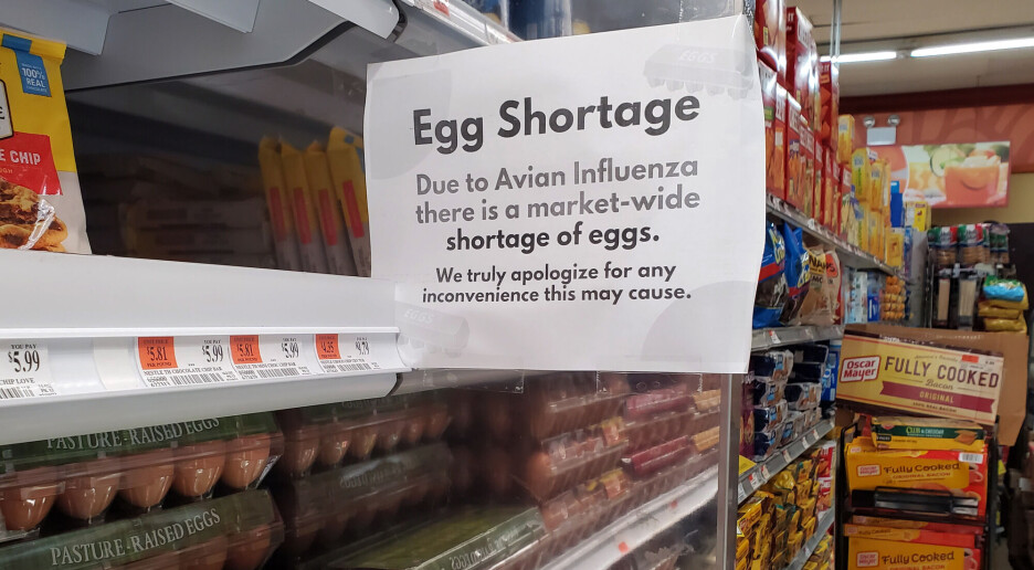 Fugleinfluensa i USA gir økte eggpriser og pandemi-risiko: – Svært sannsynlig med smitte mellom mennesker, sier norsk forsker